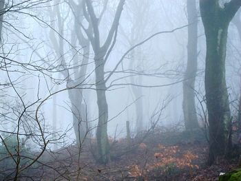 Bare trees in forest against sky