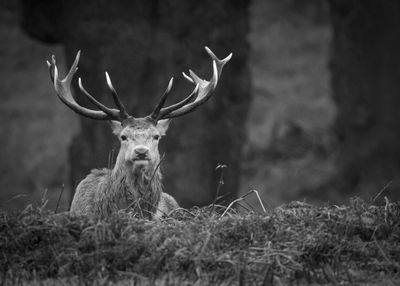 Portrait of deer on field