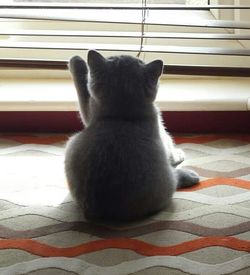 Cat looking away