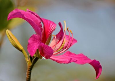 Close-up of pink flowering plant