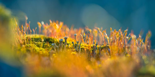 Beautiful closeup of moss growing on the forest floor in spring. small natural scenery in woodlands