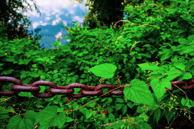 Close-up of rusty metal fence by trees