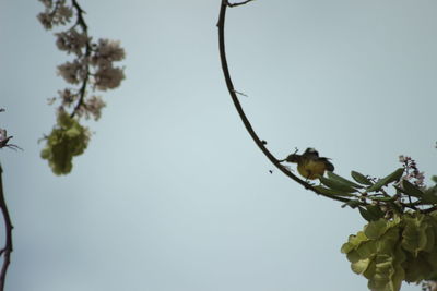 Low angle view of bird on branch against clear sky