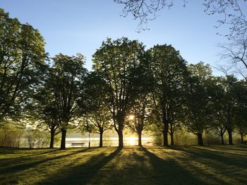 Trees in park