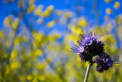 Close-up of insect on purple flower