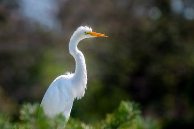 Great egret perching against trees