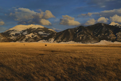 Elk in a field in front of fan mountain