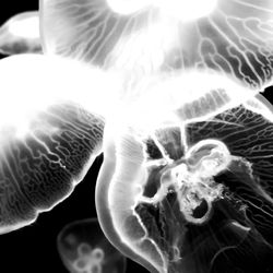 Close-up of jellyfish swimming in sea