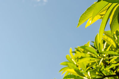 Low angle view of fresh green leaves against sky