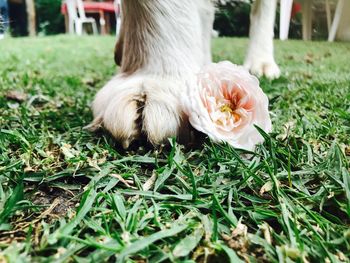 Close-up of dog on grass