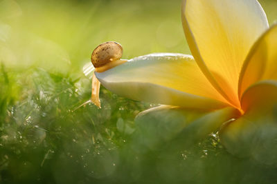 The snail is walking on the white flowers falling on the wet grass