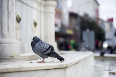 Pigeon perching on retaining wall