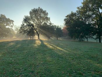 Sunlight streaming through trees on field