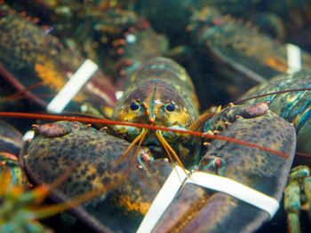 Close-up of fish swimming in sea