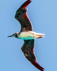 Low angle view of bird flying against clear blue sky