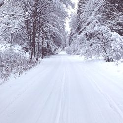 Snow covered road along bare trees