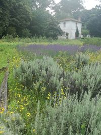 Plants growing on field by building