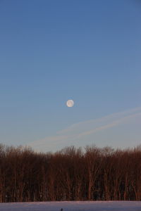 Scenic view of field against clear sky