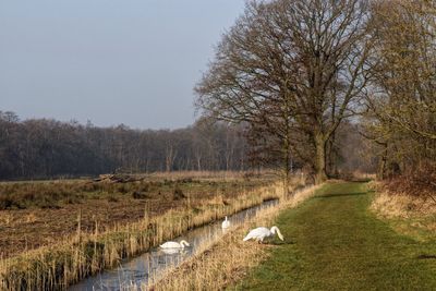 Trees on grassy field