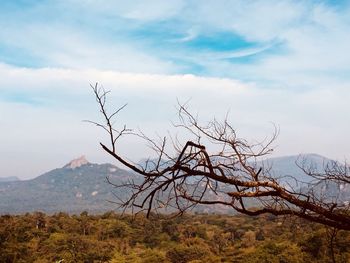 Bare tree against mountain range