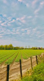 Scenic view of agricultural field against sky