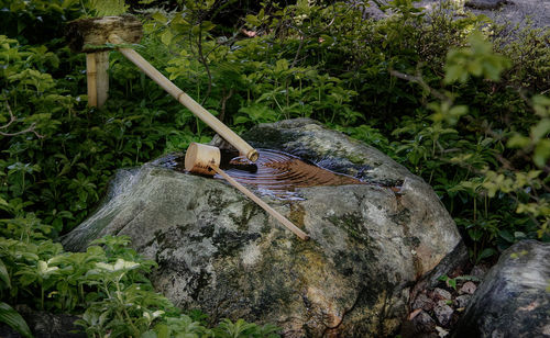 Abandoned log on rock in forest