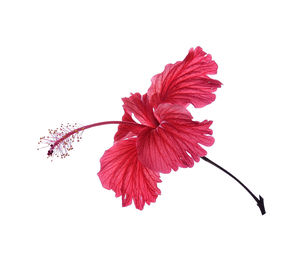 Close-up of pink flower against white background