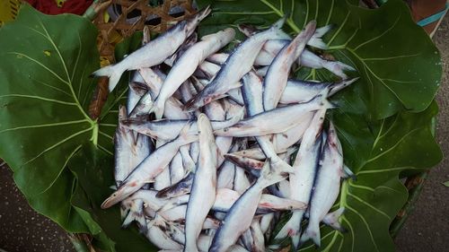 High angle view of dead fish on leaves