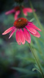 Close-up of pink flower