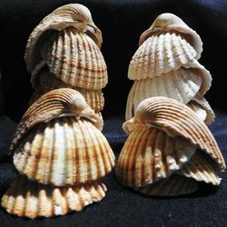 Close-up of shells