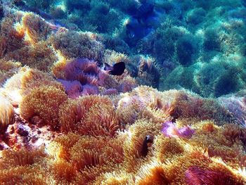 Close-up of jellyfish swimming in sea