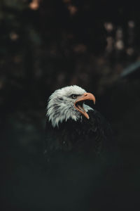 Close-up of a bird