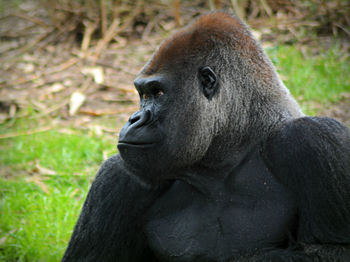 Portrait of gorilla sitting on grass