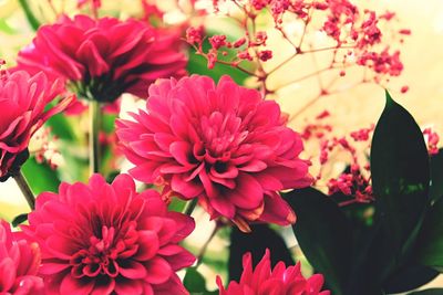 Close-up of pink dahlia blooming outdoors