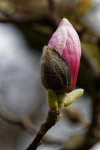 Close-up of pink flower buds