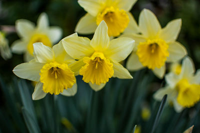 Close-up of yellow flower