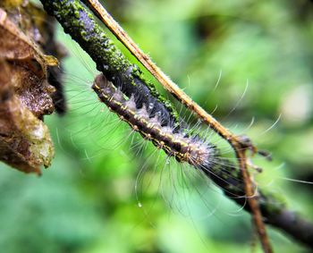 Close-up of insect on plant