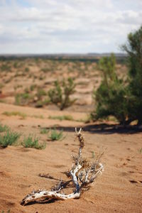 Plant on field against sky