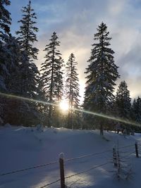 Pine trees on snow covered field against sky