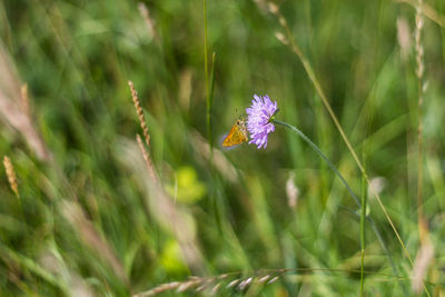 Close-up of purple flower blooming in field