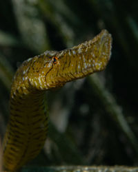 Close-up of insect on leaf