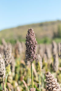 Close-up of flowering plant on field against sky