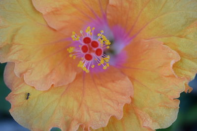 Close-up of red flowering plant