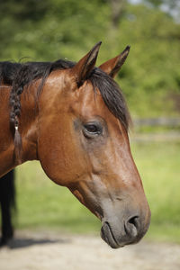 Close-up of horse in ranch