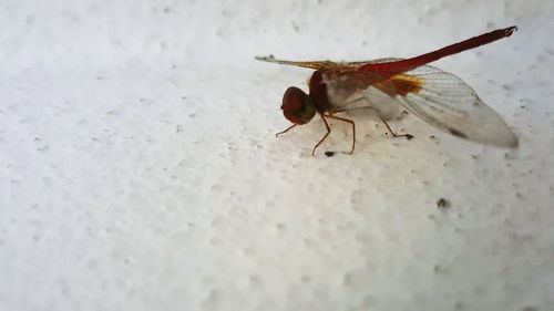 Close-up of insect on wall