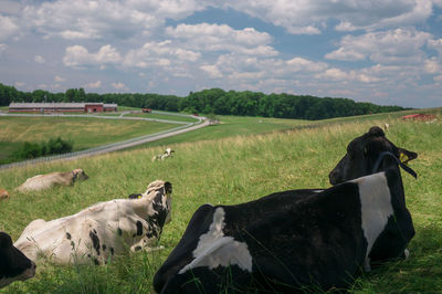 Cows grazing on field against sky