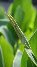 Close-up of insect on leaf