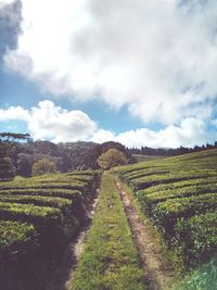 Scenic view of field against cloudy sky