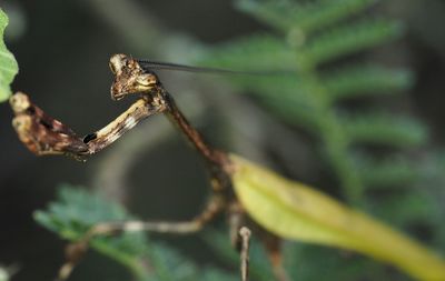 Close-up of leaves on twig