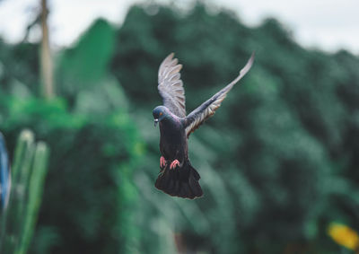 Bird flying over a blurred background